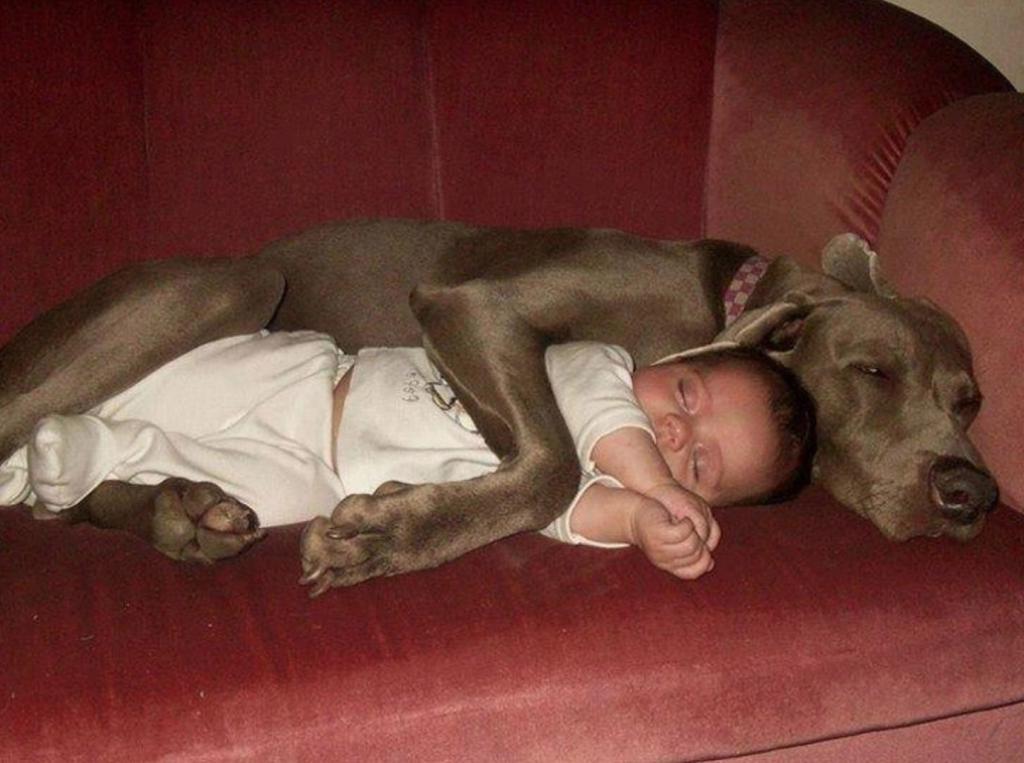 Мама собака а папа. Дети и собаки смешное. Спящие люди и животные.