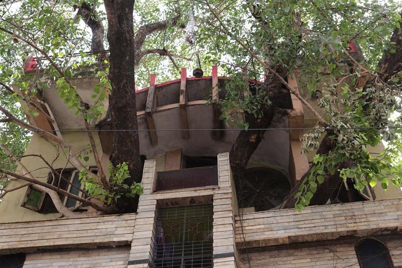 Семья построила дом вокруг дерева, чтобы не вырубать столетнее растение