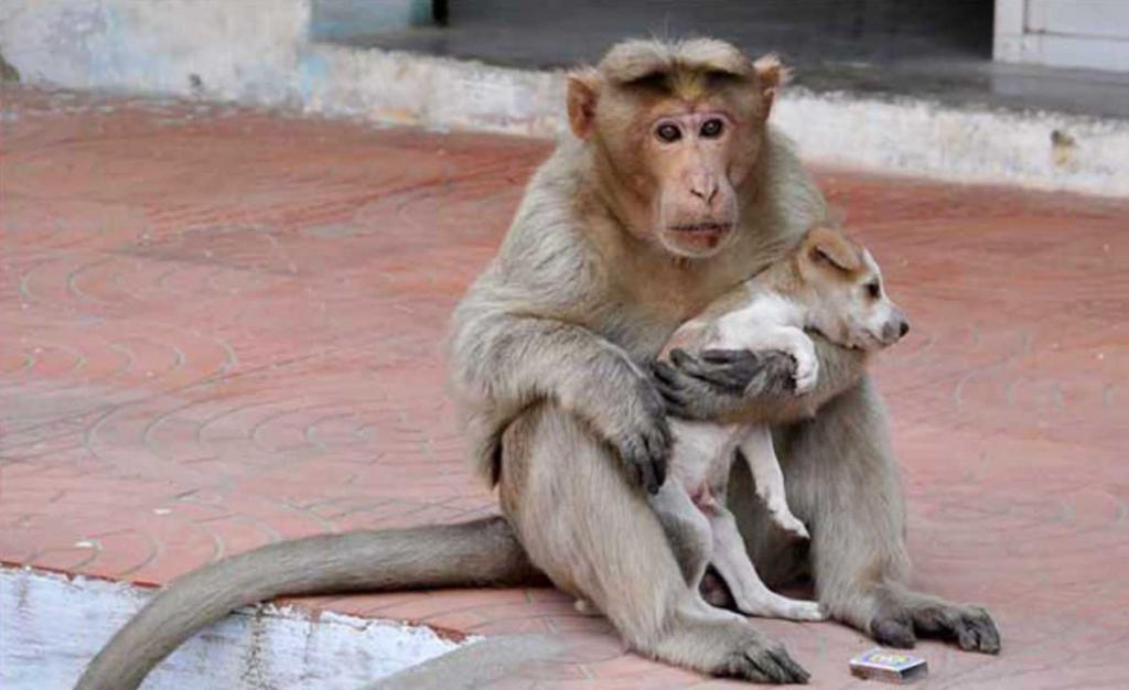 В Индии обезьяна взяла опеку над бездомным щенком, и ее любовь не знает границ