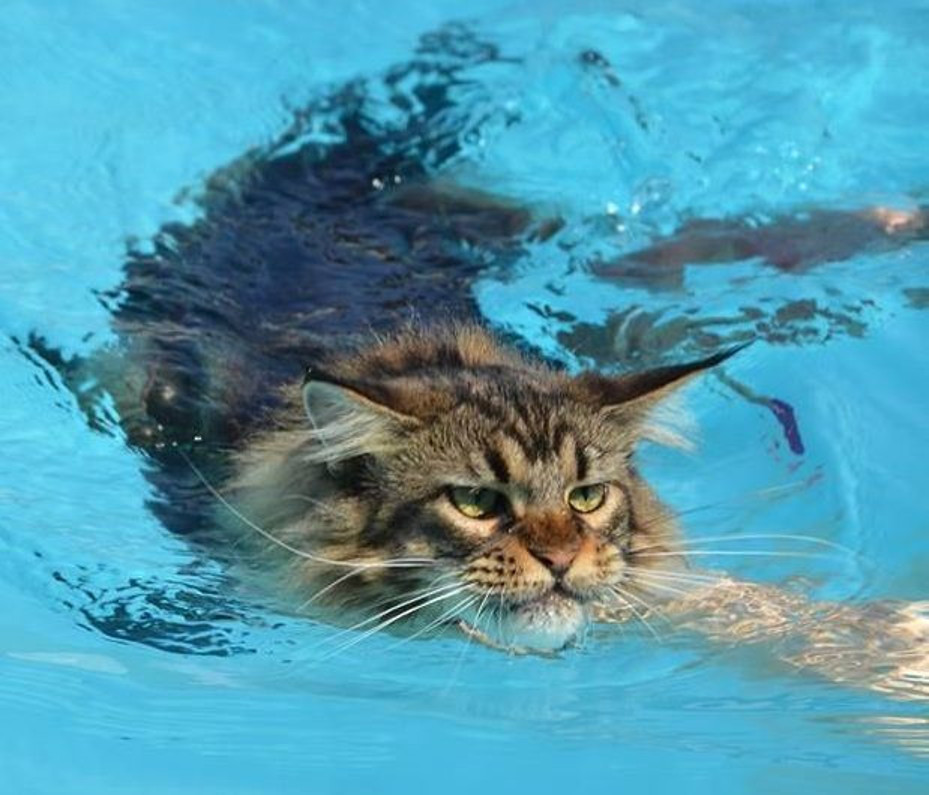 Огромные кошки, которые не боятся воды: забавные фото купающихся довольных мейн кунов
