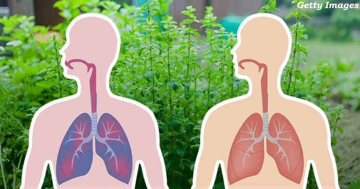 15 натуральных трав, которые помогут укрепить вашу дыхательную систему