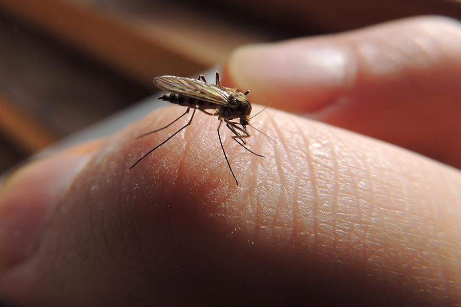 Ошибки на природе: какие запахи являются самыми привлекательными для комаров