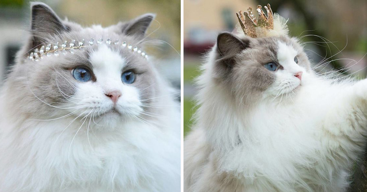 Эта кошка заняла первое место на конкурсе красоты. Таких красавиц мир еще не видел! (11 фото)
