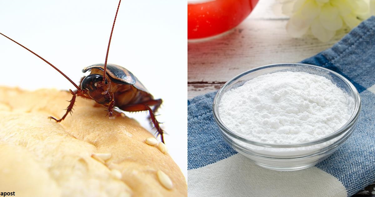 4 естественных способа избавиться от тараканов в доме раз и навсегда