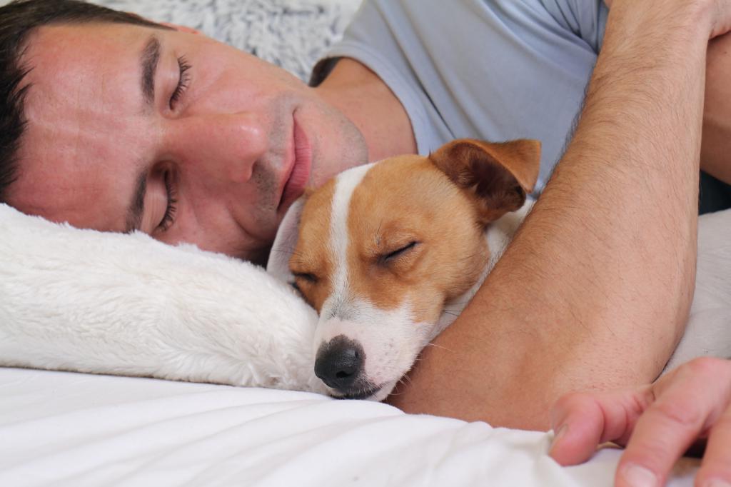 Так должна ли ваша собака спать рядом ночью. Что говорят психологи