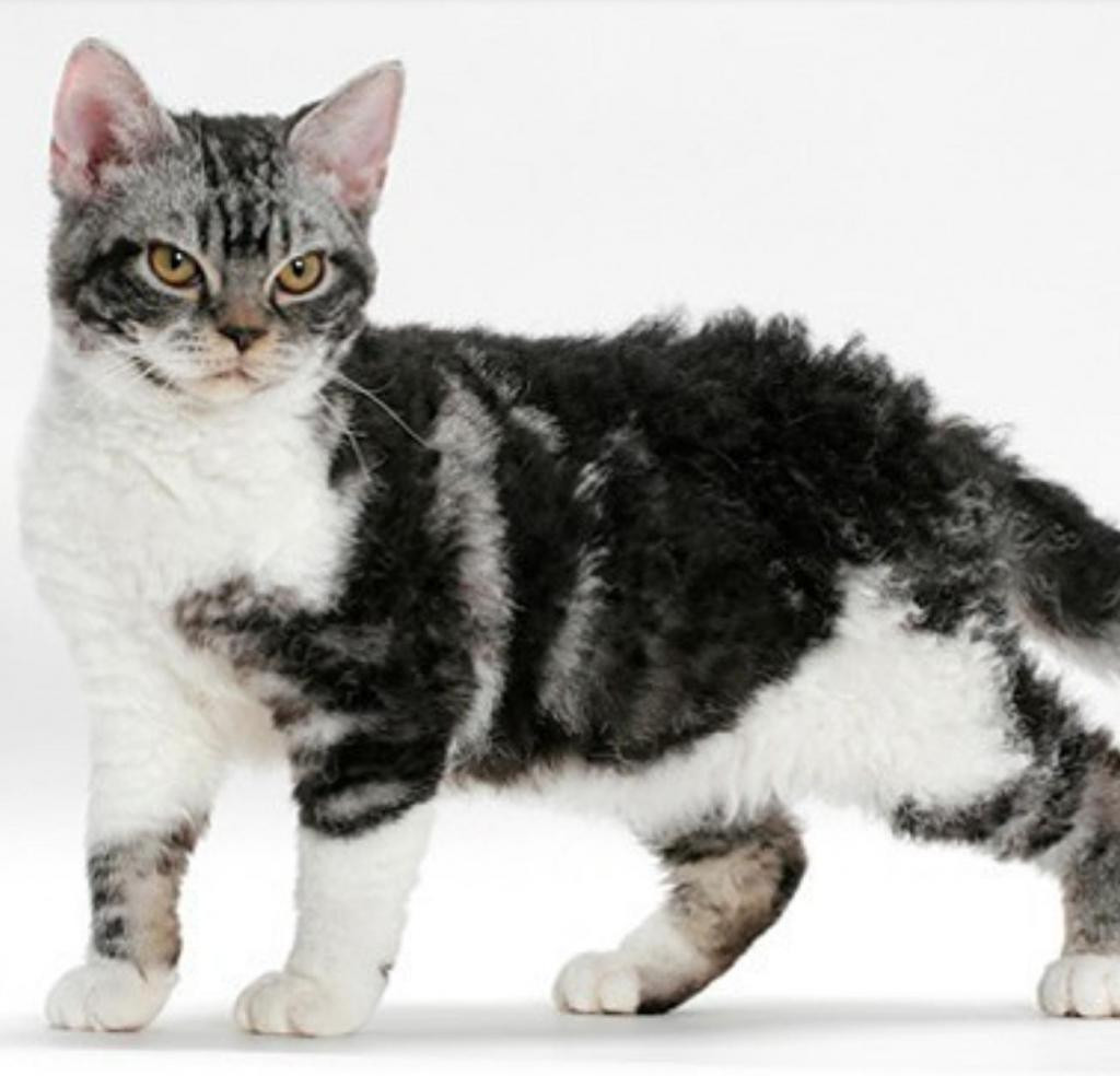 10 необычных пород кошек, которые распространены по всему миру (фото)