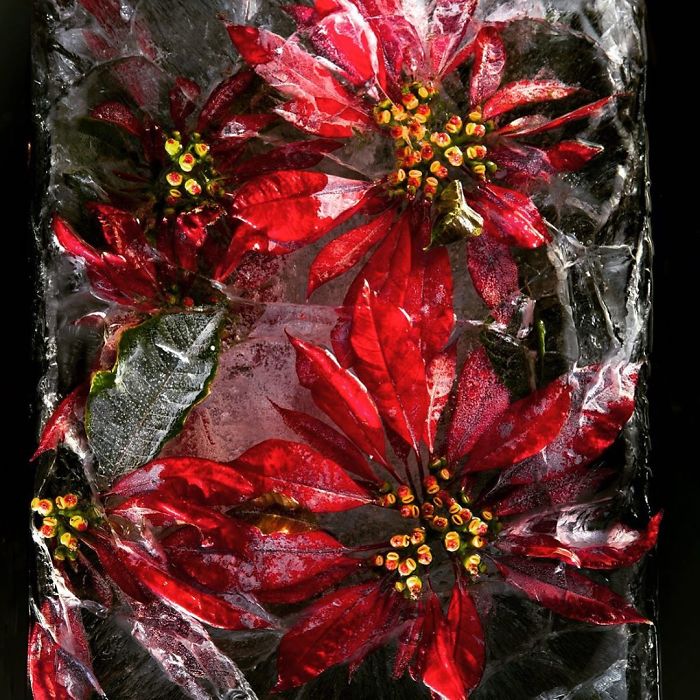 Необычная красота: фотограф делает снимки цветов, замороженных во льду