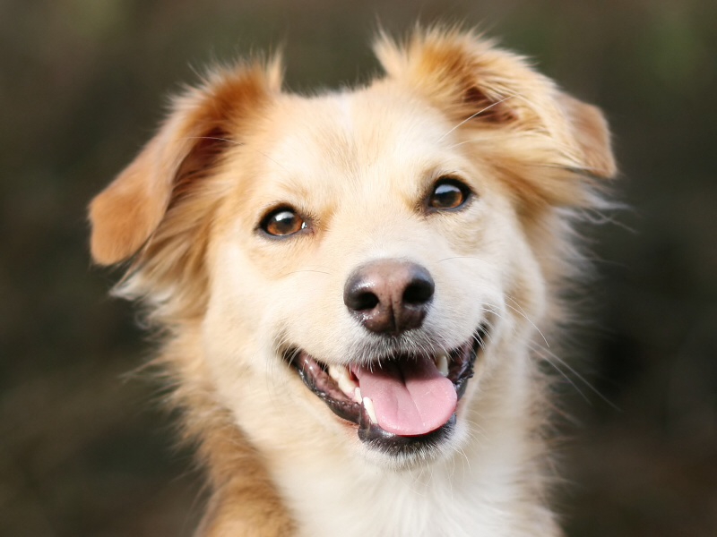 Собаки умеют улыбаться, но почему они это делают: результаты исследования