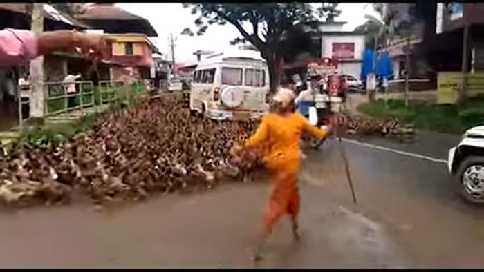 Утиное нашествие: тысячи птиц на время перекрыли движение в городе Алафузза в Южной Индии (видео)