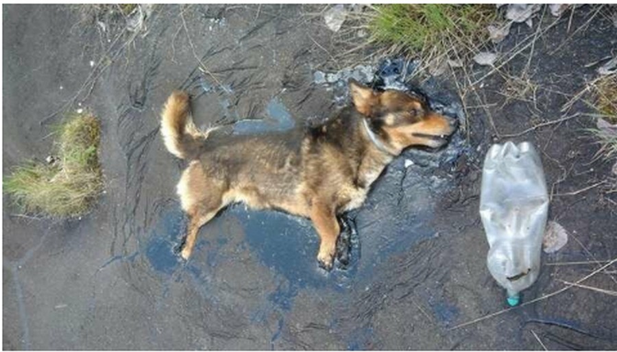 Собака застряла в смоле и несколько дней звала на помощь