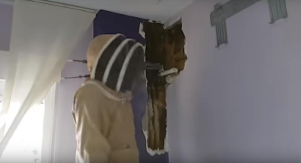 Семья сломала стену в доме и нашла там гнездо 