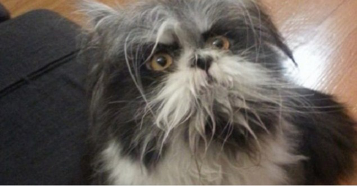 Странное существо: пользователи интернета гадают, кто это - кошка или собака