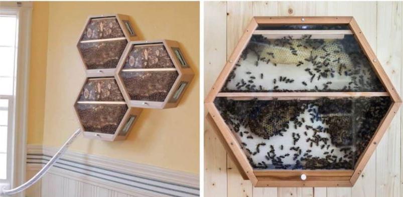 Пчеловодство в гостиной: теперь стало возможным установить безопасные ульи прямо у себя дома