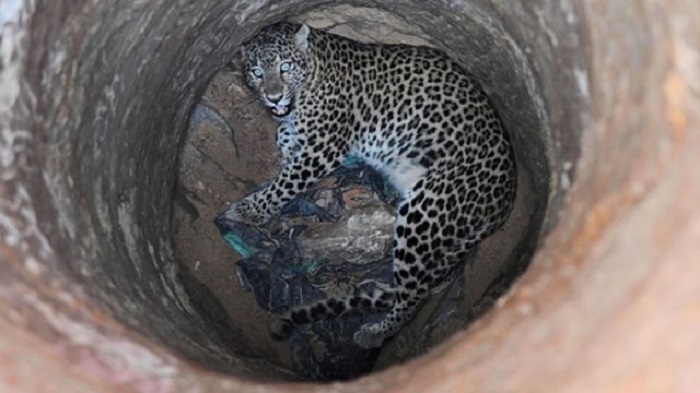 Местные жители Индии обнаружили самку леопарда в колодце и не побоялись спасти животное