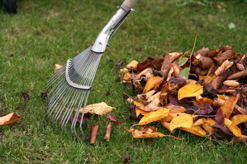 Почему вы не должны убирать опавшие листья: мнение экспертов