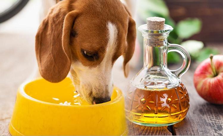 Знакомый ветеринар порекомендовал добавлять в воду, которую пьет собака, яблочный уксус