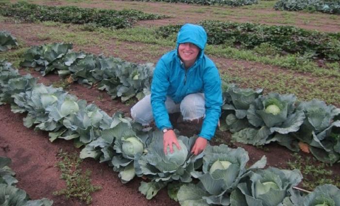 Даже в самое дождливое лето я умудряюсь собрать обильный урожай капусты: мой секрет   в правильной подкормке и выборе сорта