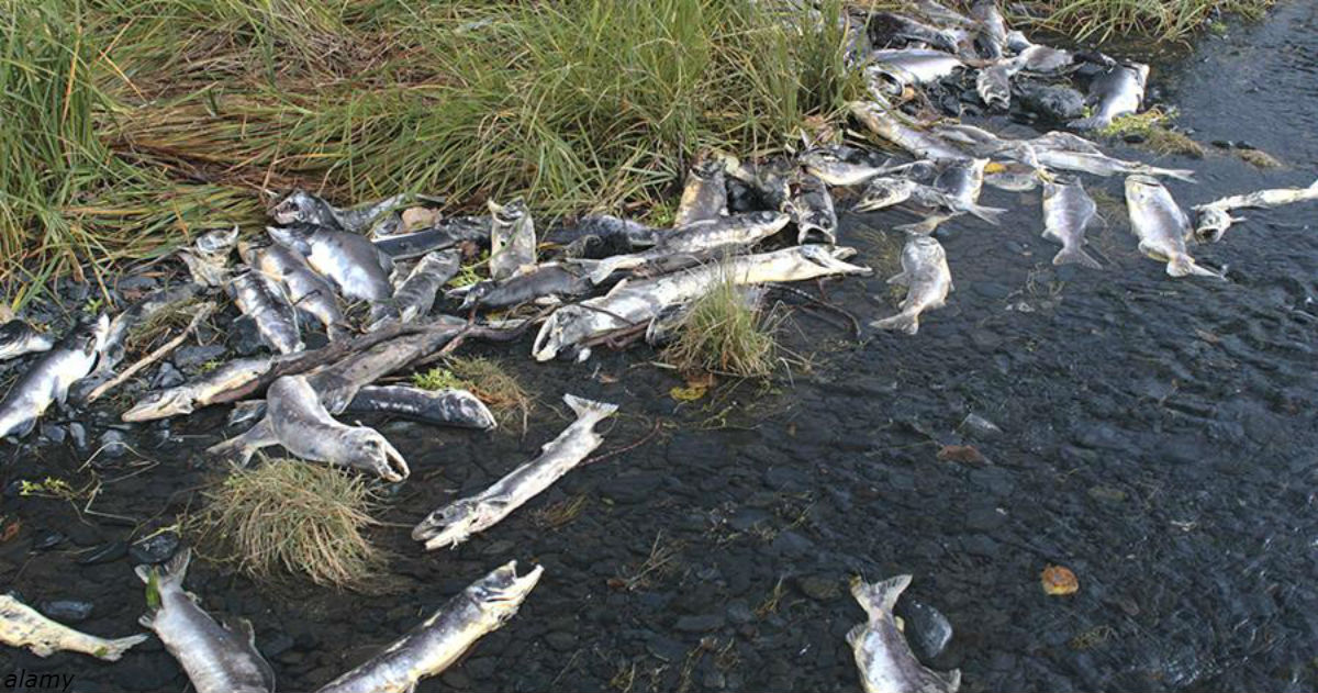 На Аляске в этом году так жарко, что лосось просто вымирает