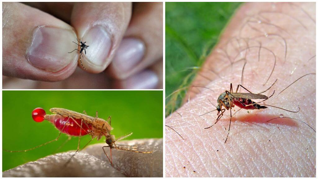 Позволяйте комарам пить вашу кровь: призыв защитника прав животных вызвал бурный спор в Сети