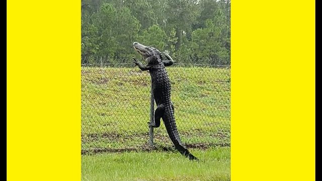 Фото: Аллигатор перелезает через забор недалеко от автобусной станции