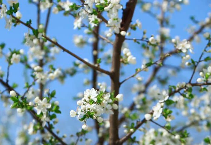 Шиповник, вишня и другие культуры, которые привлекут счастье и деньги в дом