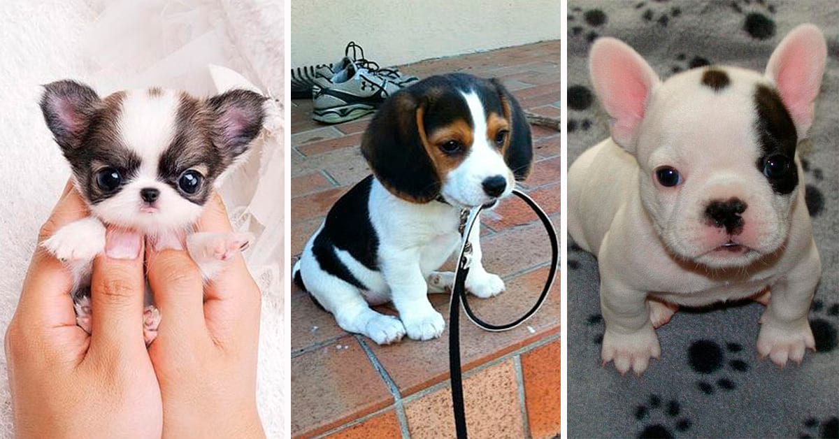 25 самых милых щенков, на которых невозможно налюбоваться (25 фото)