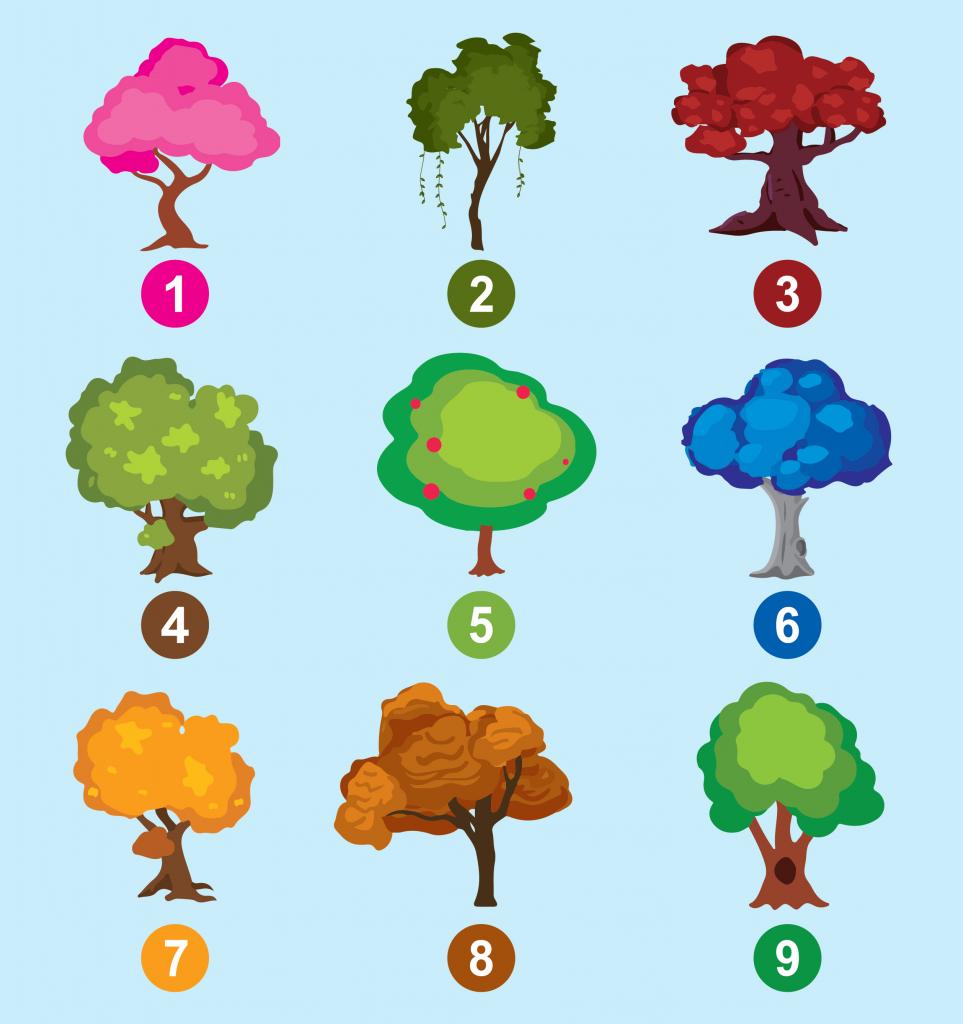 Выберите одно дерево, и мы расскажем о самых ярких чертах вашего характера