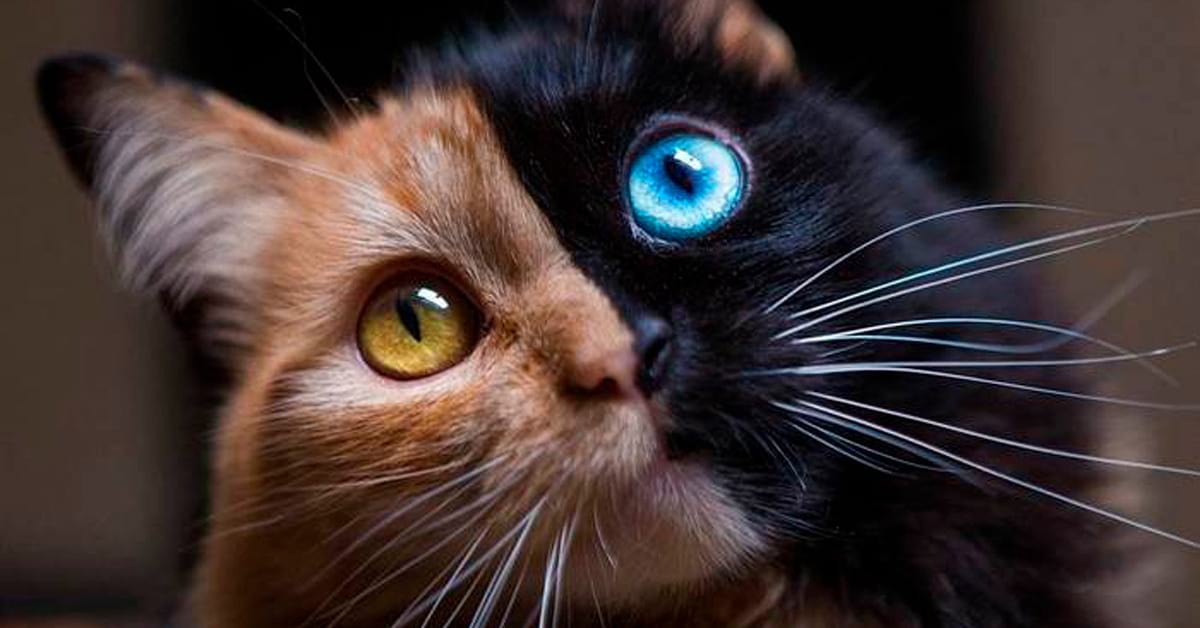 Кошка с самым редким окрасом в мире: как сложилась её жизнь? (11 фото)