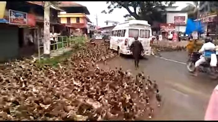 Утиное нашествие: тысячи птиц на время перекрыли движение в городе Алафузза в Южной Индии (видео)