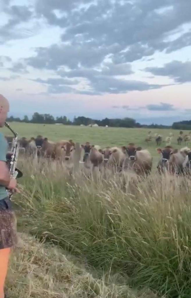 Мужчина решил поиграть на саксофоне на природе рядом со стадом коров. Через некоторое время все животные слушали его музыку с умилением