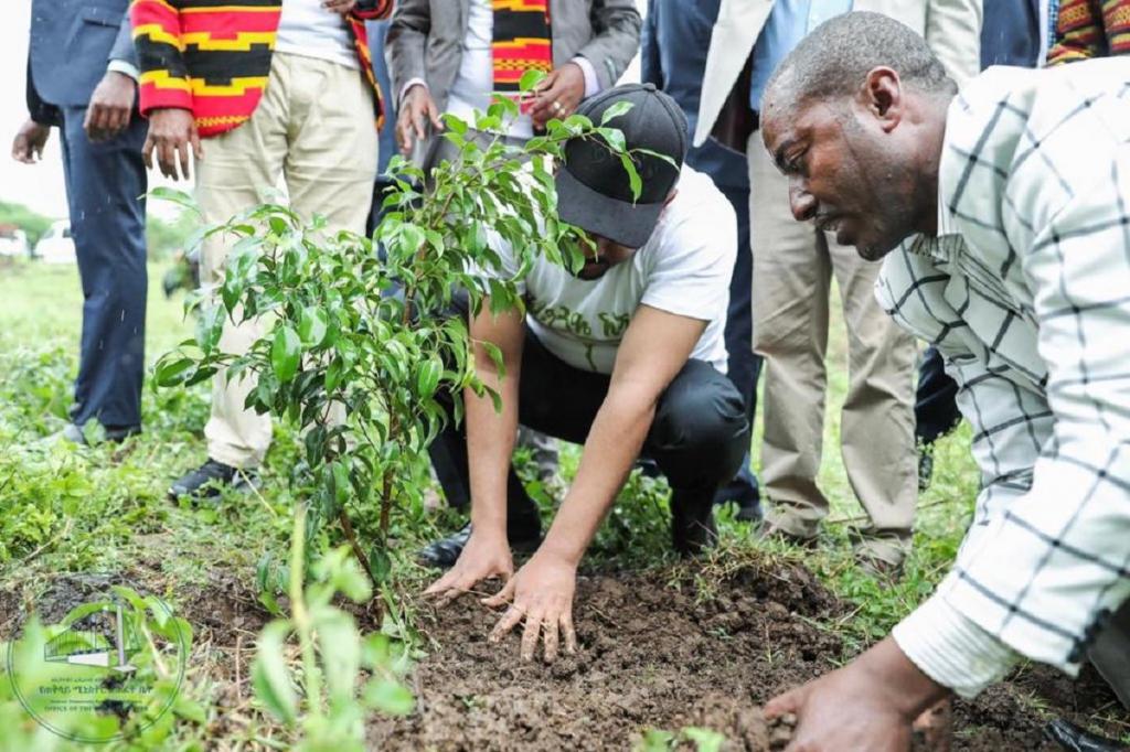 350 млн. деревьев за 12 часов: эфиопы сообща высадили саженцы по всей стране и побили мировой рекорд
