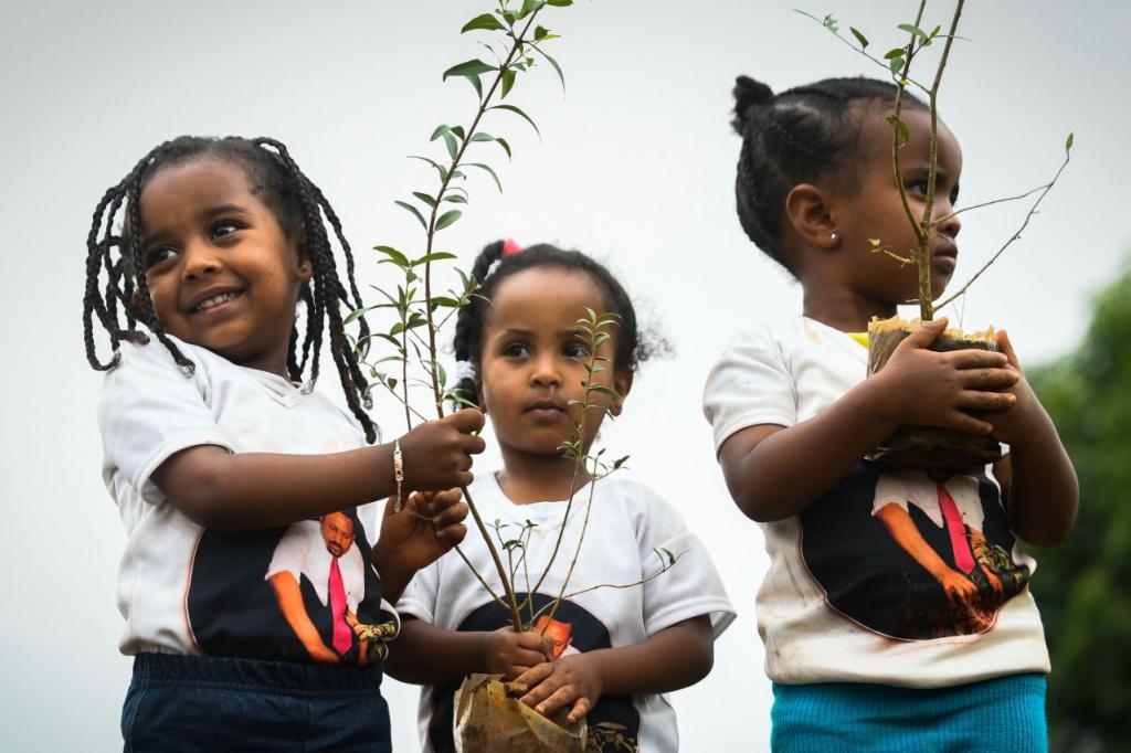 350 млн. деревьев за 12 часов: эфиопы сообща высадили саженцы по всей стране и побили мировой рекорд