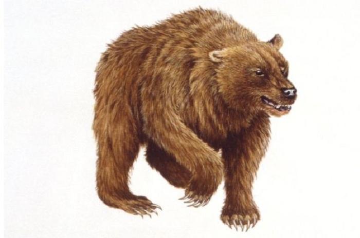 Ученые выяснили, что вымирание пещерного медведя связано с влиянием человека