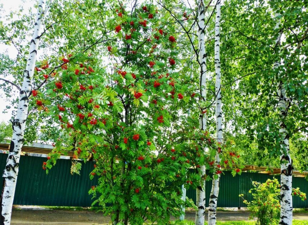 Почему из березы не строят дома