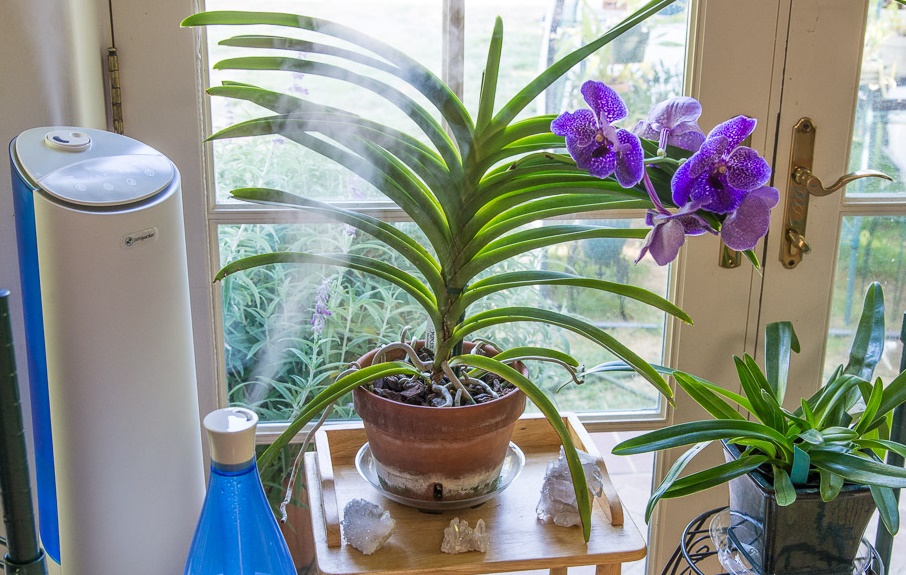 Мамины орхидеи цветут почти круглый год. Она раскрыла свои секреты ухода за растениями