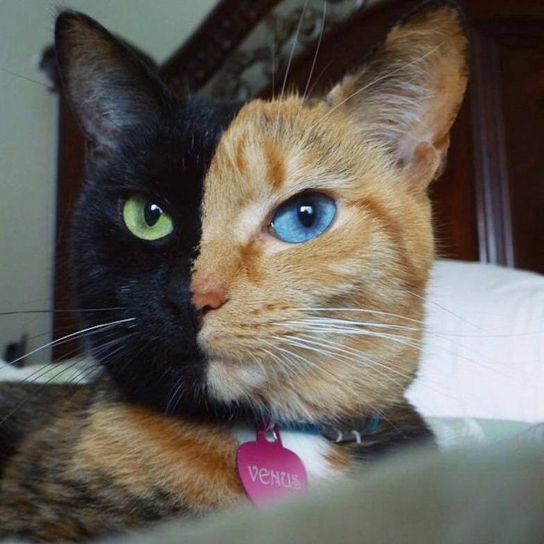 Кошечка с особенной внешностью стала настоящей звездой в Интернете. Благодаря ей пользователи жертвуют деньги приютам для животных