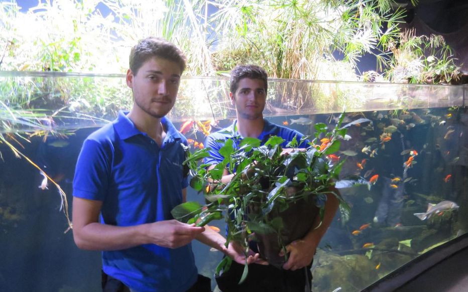 Аквапоника: в парижском аквариуме рыбы помогают выращивать экологически чистые помидоры