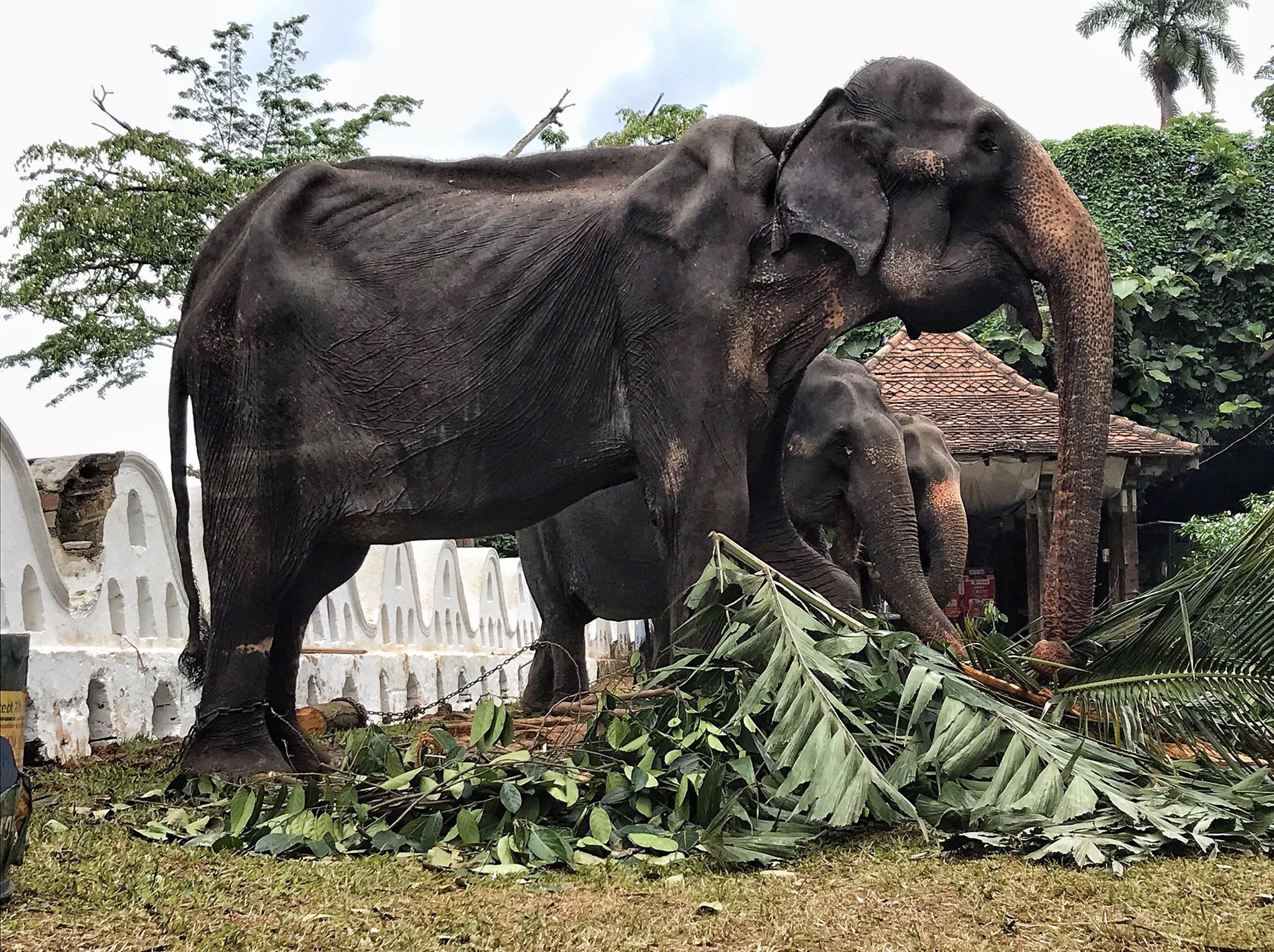 Шри Ланка слон