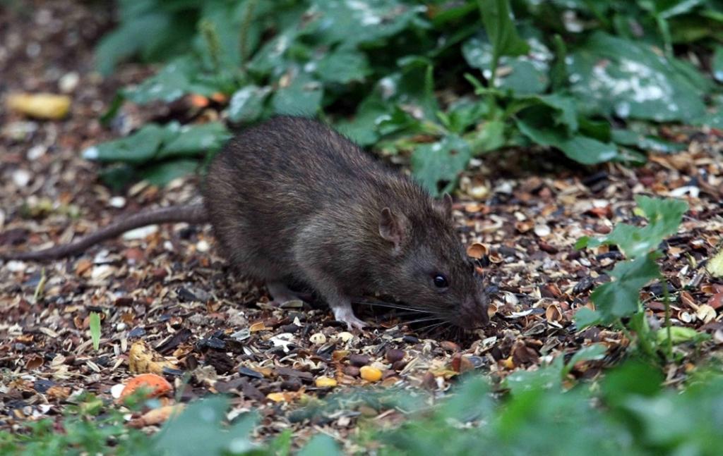 Мыши в огороде. Землеройка Земляная крыса. Черная мышь полевка. Серая крыса Пасюк. Земляная крыса полевка.