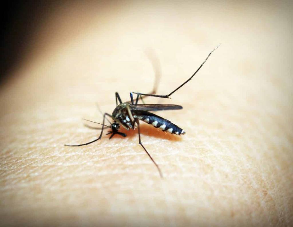 Позволяйте комарам пить вашу кровь: призыв защитника прав животных вызвал бурный спор в Сети
