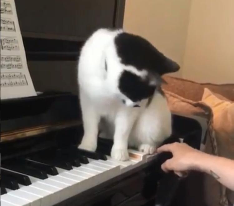 Хозяйка решила научиться играть на фортепиано, но кот был не согласен с этим