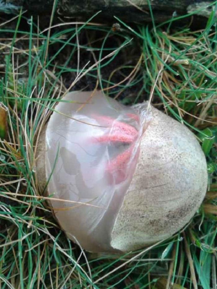 Мужчина нашел во дворе странное яйцо: через 18 секунд он увидел, что в нем спрятано