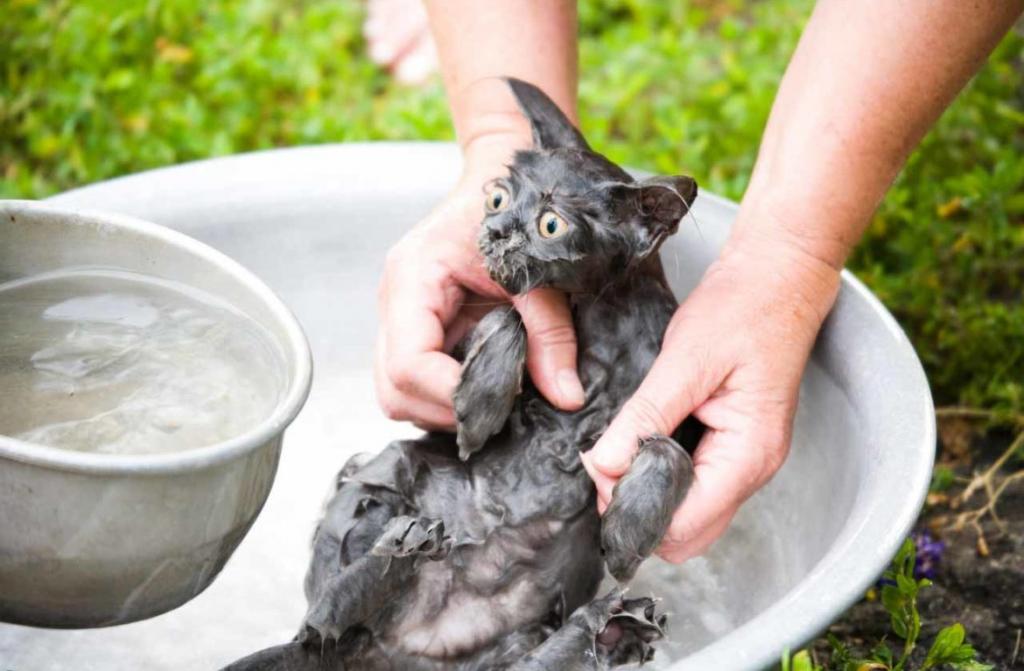 Знакомый ветеринар рассказал, почему большинство кошек боятся воды