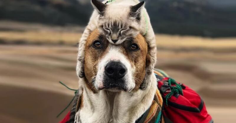 Очень крутые фотографии друзей-путешественников – пса и кота. И их хозяйки