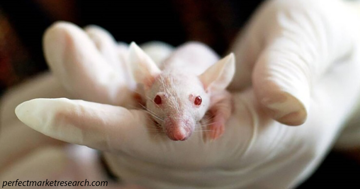 Японские ученые планируют создать гибрид человека и мыши. Вот зачем им это надо