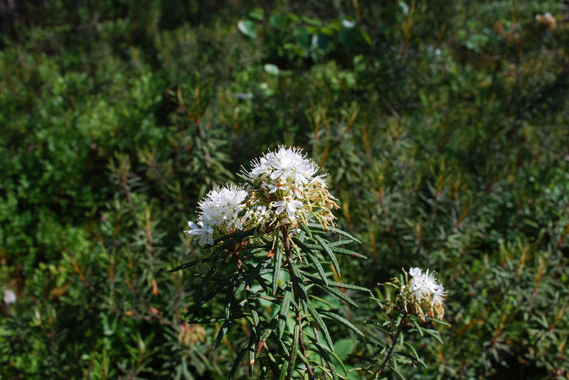 Багульник болотный цена. Ledum palustre Buds. Ледум Палюстре с200. Багно. Медузагина растение.