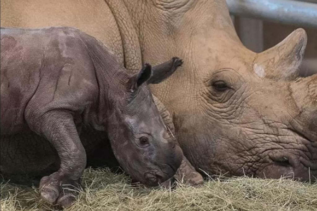 Надежда целого вида: в США впервые за долгое время в результате ЭКО на свет появился маленький белый носорог (видео)