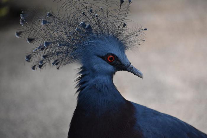Голубь, который может вырасти до размера индейки: одна из самых красивейших птиц планеты