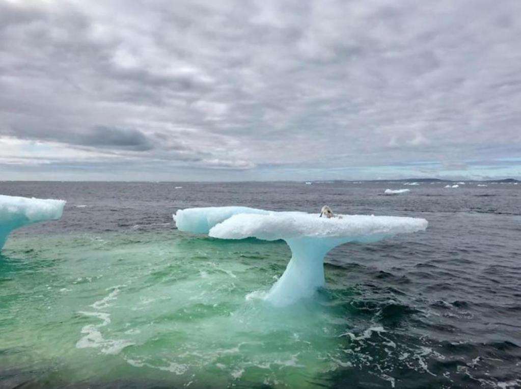 Тюлень или чайка? Рыбаки обнаружили необычного пассажира прямо на айсберге на Северном Полюсе