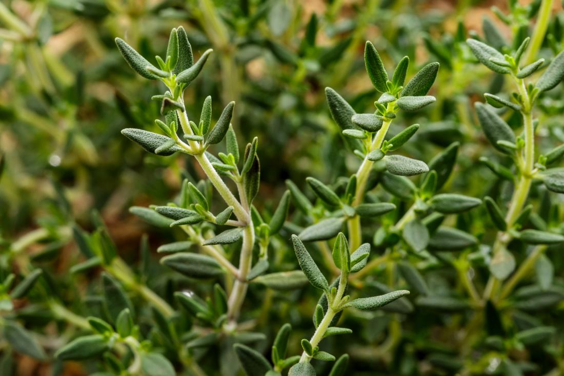 15 натуральных трав, которые помогут укрепить вашу дыхательную систему